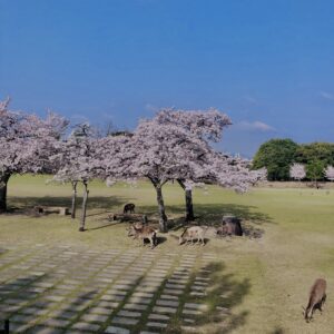 鹿,ニホンジカ,野生動物,奈良,奈良公園,若草山,春日山原始林,林,自然,風景,