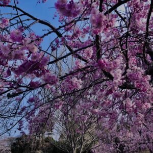 桜,花,春,花弁,奈良,奈良公園,若草山,春日山原始林,