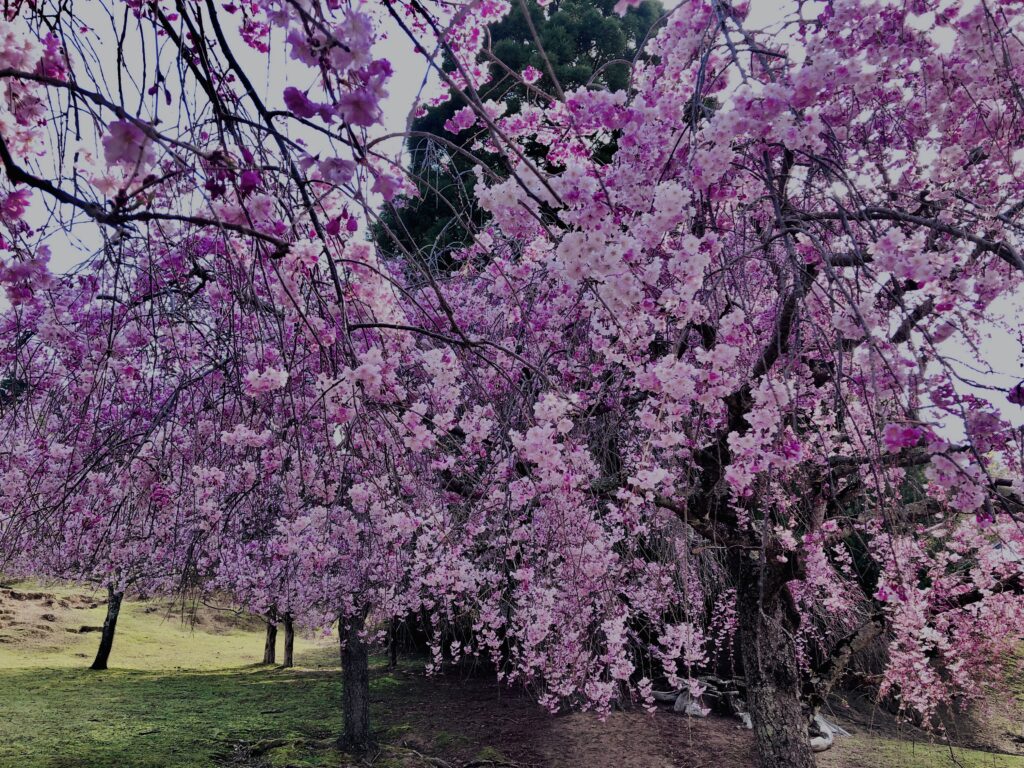 桜,花,春,花弁,奈良,奈良公園,若草山,春日山原始林,