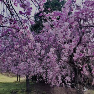 桜,花,春,花弁,奈良,奈良公園,若草山,春日山原始林,