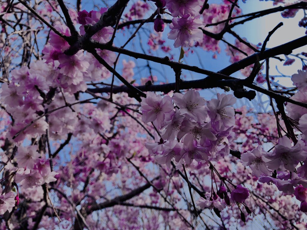 桜,花,春,花弁,奈良,奈良公園,若草山,春日山原始林,