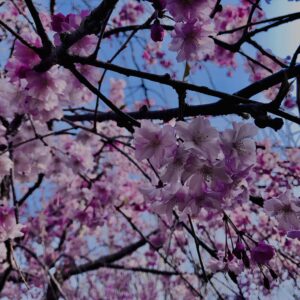 桜,花,春,花弁,奈良,奈良公園,若草山,春日山原始林,