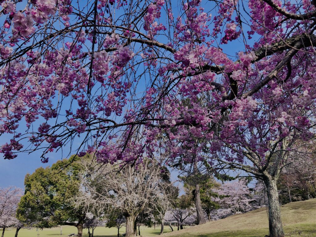 桜,花,春,花弁,奈良,奈良公園,若草山,春日山原始林,