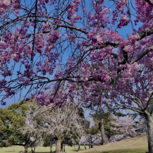 桜,花,春,花弁,奈良,奈良公園,若草山,春日山原始林,