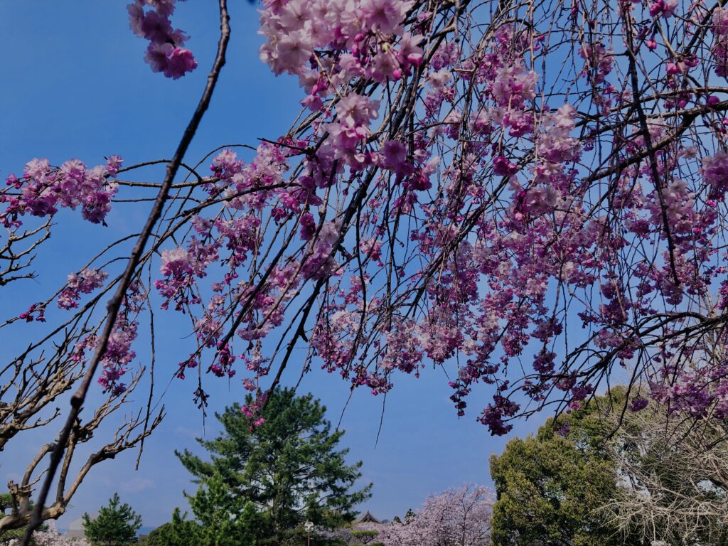 桜,花,春,花弁,奈良,奈良公園,若草山,春日山原始林,