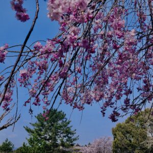 桜,花,春,花弁,奈良,奈良公園,若草山,春日山原始林,