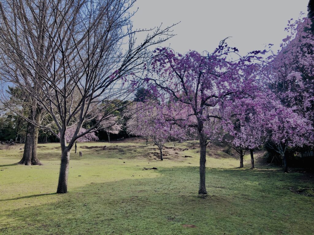 桜,花,春,花弁,奈良,奈良公園,若草山,春日山原始林,