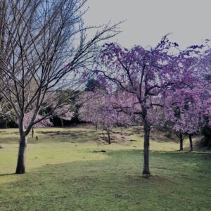 桜,花,春,花弁,奈良,奈良公園,若草山,春日山原始林,