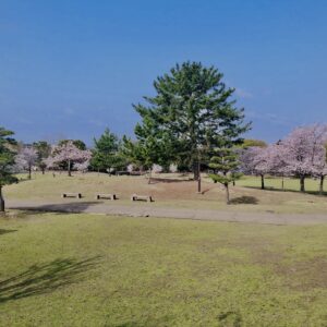 桜,花,春,花弁,奈良,奈良公園,若草山,春日山原始林,