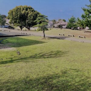桜,花,春,花弁,奈良,奈良公園,若草山,春日山原始林,