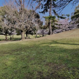 桜,花,春,花弁,奈良,奈良公園,若草山,春日山原始林,