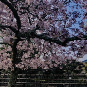 桜,花,春,花弁,奈良,奈良公園,若草山,春日山原始林,