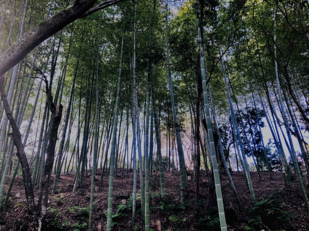 竹やぶ,竹,バンブー,林,笹,春日山原始林,