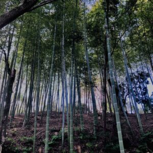 竹やぶ,竹,バンブー,林,笹,春日山原始林,