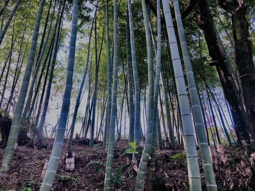 竹やぶ,竹,バンブー,林,笹,春日山原始林,