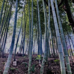 竹やぶ,竹,バンブー,林,笹,春日山原始林,