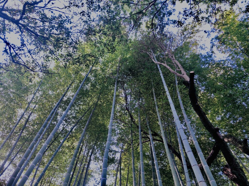 竹やぶ,竹,バンブー,林,笹,春日山原始林,