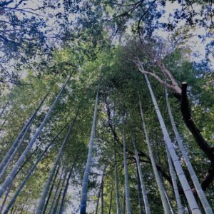 竹やぶ,竹,バンブー,林,笹,春日山原始林,