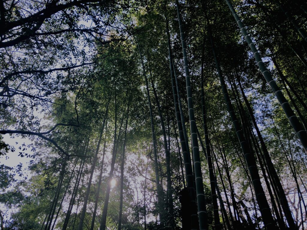 竹やぶ,竹,バンブー,林,笹,春日山原始林,
