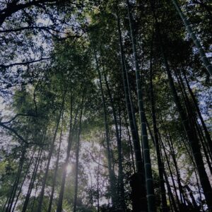 竹やぶ,竹,バンブー,林,笹,春日山原始林,