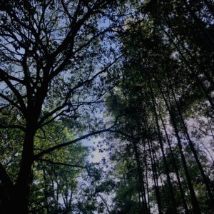 竹やぶ,竹,バンブー,林,笹,春日山原始林,