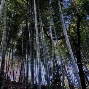 竹やぶ,竹,バンブー,林,笹,春日山原始林,