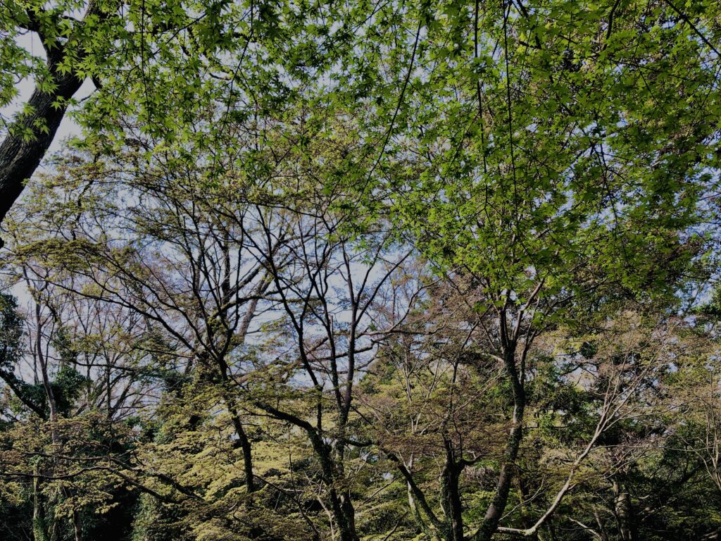 新緑,木,林,山,枝,