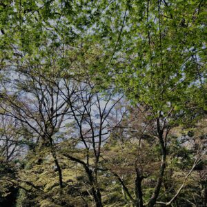新緑,木,林,山,枝,