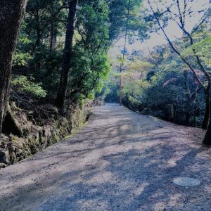 新緑,木,林,山,枝,