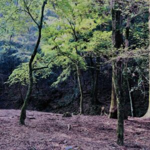 新緑,木,林,山,枝,