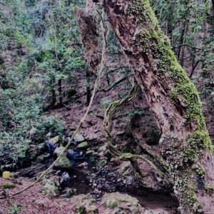 新緑,木,林,山,枝,