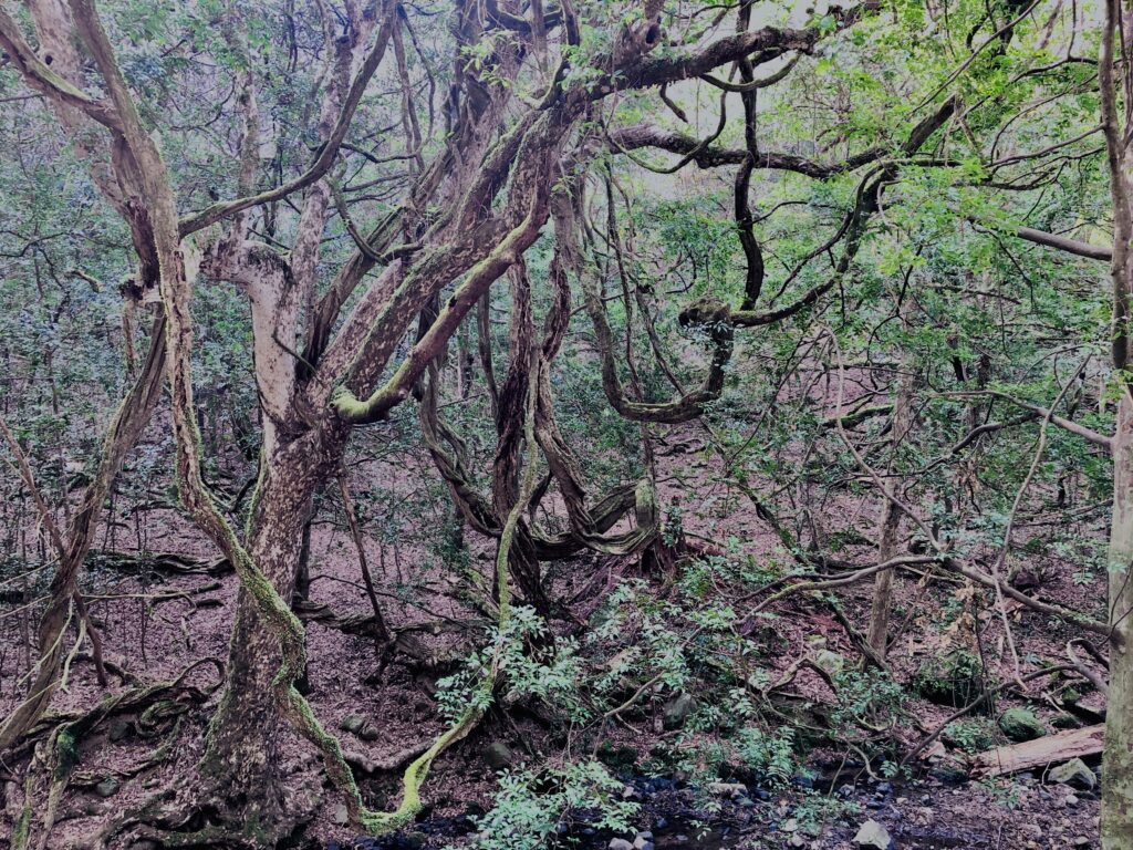 新緑,木,林,山,枝,