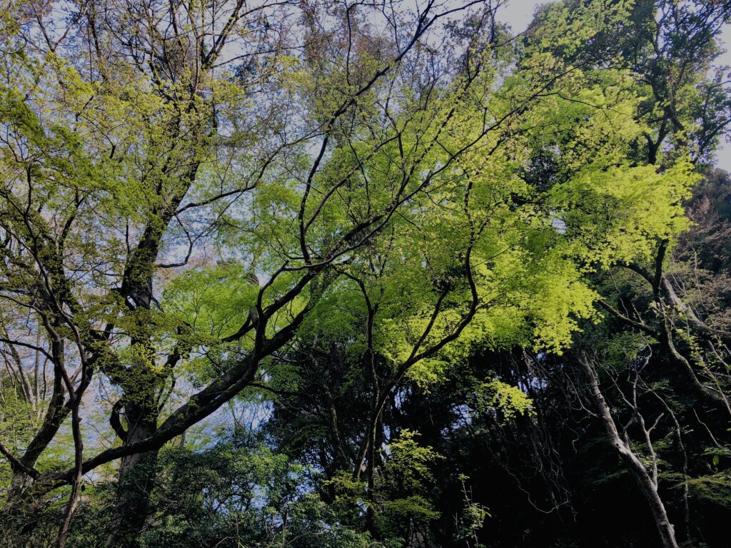 新緑,木,林,山,枝,