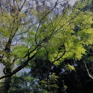 新緑,木,林,山,枝,