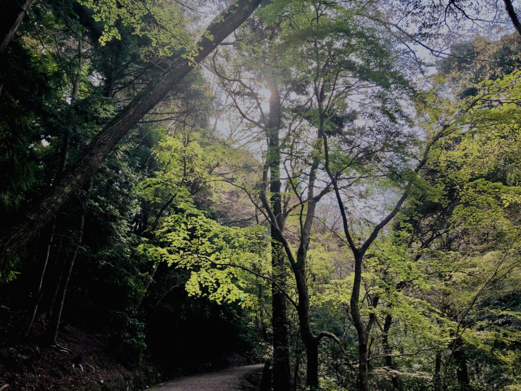 新緑,木,林,山,枝,