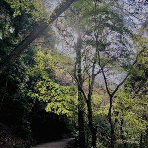 新緑,木,林,山,枝,