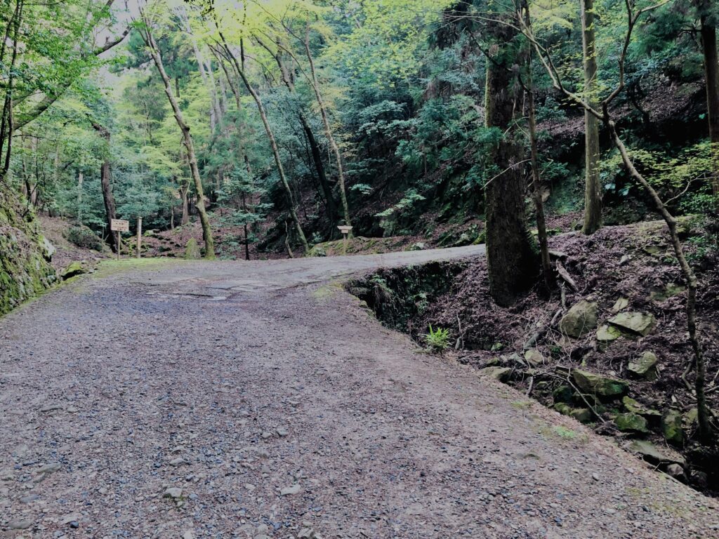新緑,木,林,山,枝,