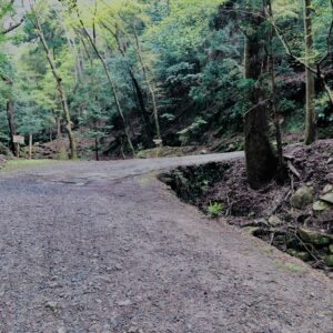 新緑,木,林,山,枝,