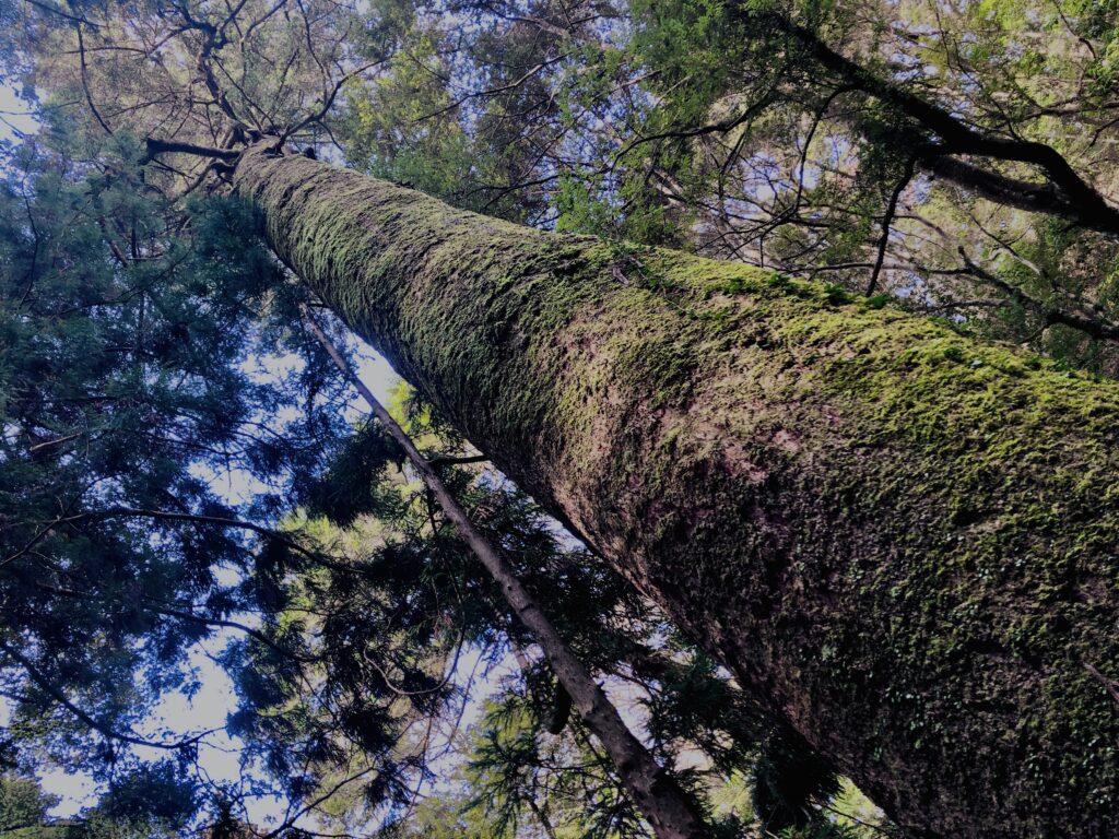 新緑,木,林,山,枝,