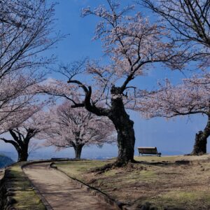 桜,植物,花,春,花弁,
