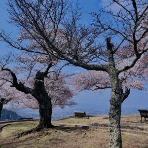 桜,植物,花,春,花弁,