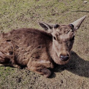 鹿,ニホンジカ,野生動物,奈良,奈良公園,若草山,春日山原始林,林,自然,風景,