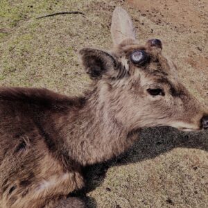 鹿,ニホンジカ,野生動物,奈良,奈良公園,若草山,春日山原始林,林,自然,風景,