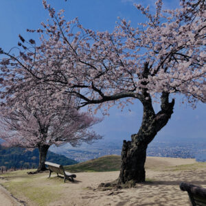若草山,桜,花,春,花弁,奈良,奈良公園,春日山原始林,