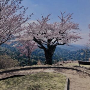 若草山,桜,花,春,花弁,奈良,奈良公園,春日山原始林,