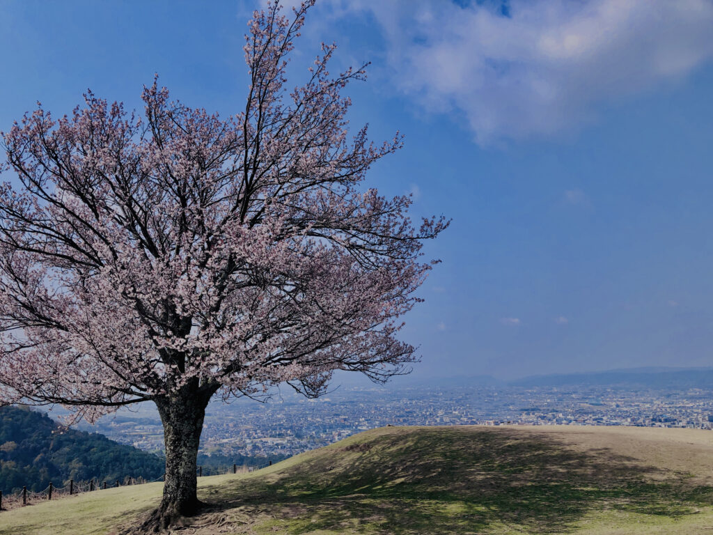 若草山,桜,花,春,花弁,奈良,奈良公園,春日山原始林,