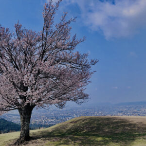 若草山,桜,花,春,花弁,奈良,奈良公園,春日山原始林,