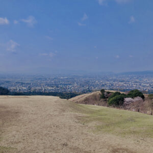 若草山,桜,花,春,花弁,奈良,奈良公園,春日山原始林,