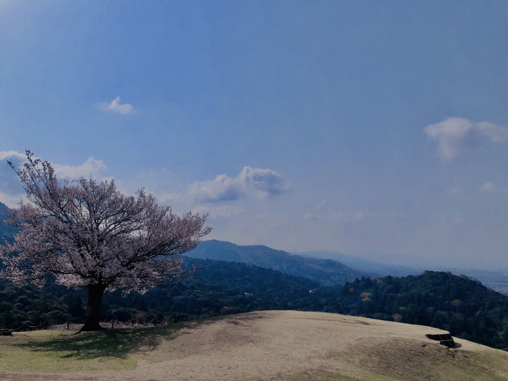若草山,桜,花,春,花弁,奈良,奈良公園,春日山原始林,