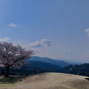 若草山,桜,花,春,花弁,奈良,奈良公園,春日山原始林,